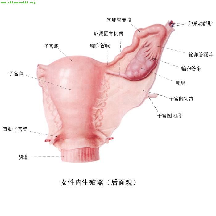 治疗卵巢黄体破裂的方法