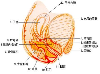 盆腔炎会引起宫外孕吗